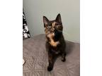 Adopt RUBY - YOUNG SWEET TORTIE LOVE a Tortoiseshell, Domestic Short Hair