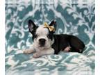 Faux Frenchbo Bulldog PUPPY FOR SALE ADN-761633 - Oona