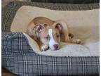 Adopt Kiva Da Diva a Staffordshire Bull Terrier, Terrier