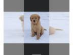 Golden Retriever PUPPY FOR SALE ADN-761420 - Purebred Golden Retriever Puppies