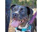 Adopt Pepper Pogo a Catahoula Leopard Dog, Terrier