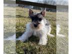 Schnauzer (Miniature) PUPPY FOR SALE ADN-761360 - Major