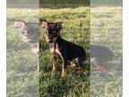 Miniature Pinscher PUPPY FOR SALE ADN-761365 - Pepper