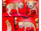 American Pit Bull Terrier PUPPY FOR SALE ADN-761744 - Blue Nose Fawn