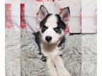 Pomsky PUPPY FOR SALE ADN-761489 - Logan