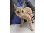 Adopt Noggin a Domestic Short Hair