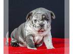 French Bulldog PUPPY FOR SALE ADN-761561 - Beautiful French bulldog Lily