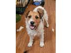 Adopt Bonnie a Jack Russell Terrier