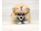 Pomeranian PUPPY FOR SALE ADN-761751 - Pomeranian Puppies for Sale