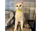 Adopt Felony a Domestic Short Hair