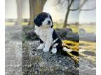 Aussiedoodle PUPPY FOR SALE ADN-761525 - Black Tuxedo F1B Aussiedoodle