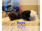 Shih Tzu PUPPY FOR SALE ADN-761698 - ShihTzu puppies