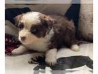 Miniature Australian Shepherd PUPPY FOR SALE ADN-761349 - 4 puppies looking for