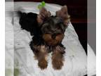 Yorkshire Terrier PUPPY FOR SALE ADN-761617 - LA MASSCOTTE