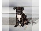 American Pit Bull Terrier-American Staffordshire Terrier Mix PUPPY FOR SALE