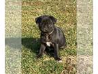 Pug PUPPY FOR SALE ADN-761539 - Plaid The Black and White Male Pug