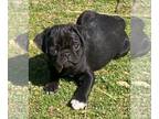 Pug PUPPY FOR SALE ADN-761551 - Pineapple The Black and White Male Pug