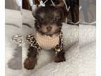 Yorkshire Terrier PUPPY FOR SALE ADN-761458 - Designer chocolate female yorkie