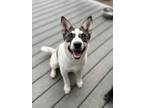 Adopt Jan a Australian Cattle Dog / Blue Heeler, Husky