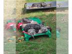 Irish Wolfhound PUPPY FOR SALE ADN-761686 - 7 Irish Wolfhound Pups