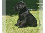 Schnauzer (Giant) PUPPY FOR SALE ADN-761702 - Giant Schnauzer PUPPIES