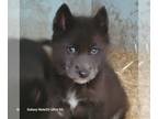 Wolf Hybrid PUPPY FOR SALE ADN-761433 - Precious Pups