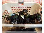 Cavapoo PUPPY FOR SALE ADN-761434 - Black Phantom Puppies
