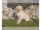 Golden Retriever PUPPY FOR SALE ADN-761398 - AKC Golden Retriever Puppies