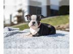 Boston Terrier PUPPY FOR SALE ADN-761451 - AKC Boston Terrier