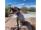 Adopt Haze a Pointer, American Staffordshire Terrier