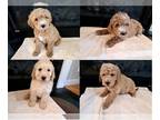 Cock-A-Poo PUPPY FOR SALE ADN-761576 - Beautiful Cockapoo puppies