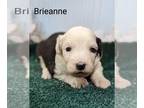 Sheepadoodle PUPPY FOR SALE ADN-761417 - Sheepadoodles standard size