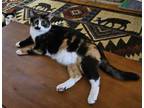 Adopt Laverne a Calico