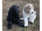 Labradoodle PUPPY FOR SALE ADN-761655 - F2 Family Labradoodles