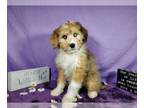 Bernedoodle-Poodle (Toy) Mix PUPPY FOR SALE ADN-761676 - Mini F1 Bernedoodles
