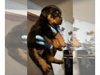 Rottweiler PUPPY FOR SALE ADN-761599 - Rottweiler puppies available tails docked