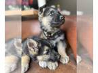 German Shepherd Dog PUPPY FOR SALE ADN-761531 - AKC German Shepherd Litter of 7