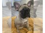 French Bulldog PUPPY FOR SALE ADN-761630 - FEMALE FAWN FRENCH BULLDOG PUPPY