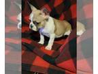 French Bulldog PUPPY FOR SALE ADN-761749 - French bulldog