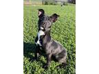 Adopt DOTTIE a Staffordshire Bull Terrier