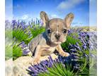 French Bulldog PUPPY FOR SALE ADN-761540 - French Bulldog