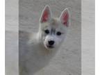 Siberian Husky PUPPY FOR SALE ADN-761696 - AKC CH packed pedigree