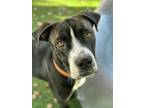 Adopt Kennedy a Great Dane, Boxer