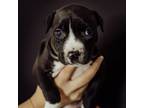 Adopt Inez a Pit Bull Terrier