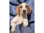 Adopt Harriet a Hound, Australian Cattle Dog / Blue Heeler