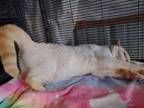 Adopt Miss Tilly a Siamese