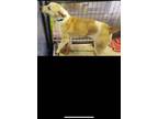 Adopt Maise a Cairn Terrier, Jack Russell Terrier