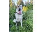 Adopt Raven a Cattle Dog, Great Pyrenees