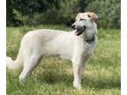 Adopt Raven a Cattle Dog, Great Pyrenees