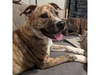 Adopt Britney a American Staffordshire Terrier